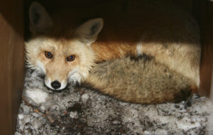 SAMUEL: Is it a red or gray fox?